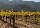 vineyard photo